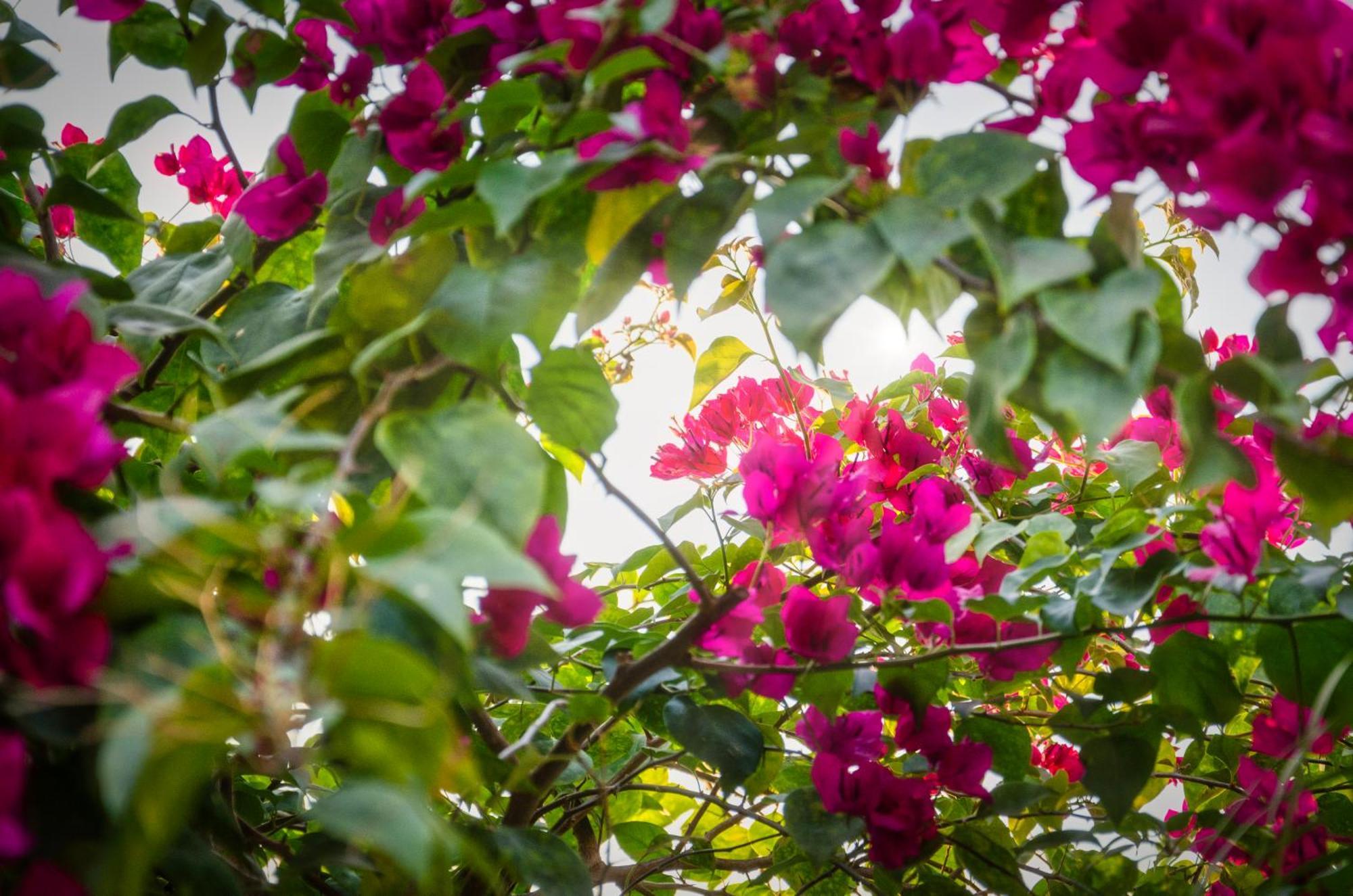 Chic Stay Hana Boutique Hotel Luang Prabang Exterior foto